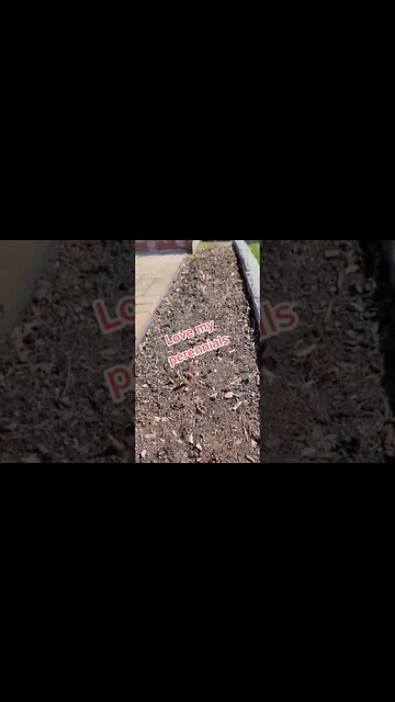 And Just Like That Time for Perennials