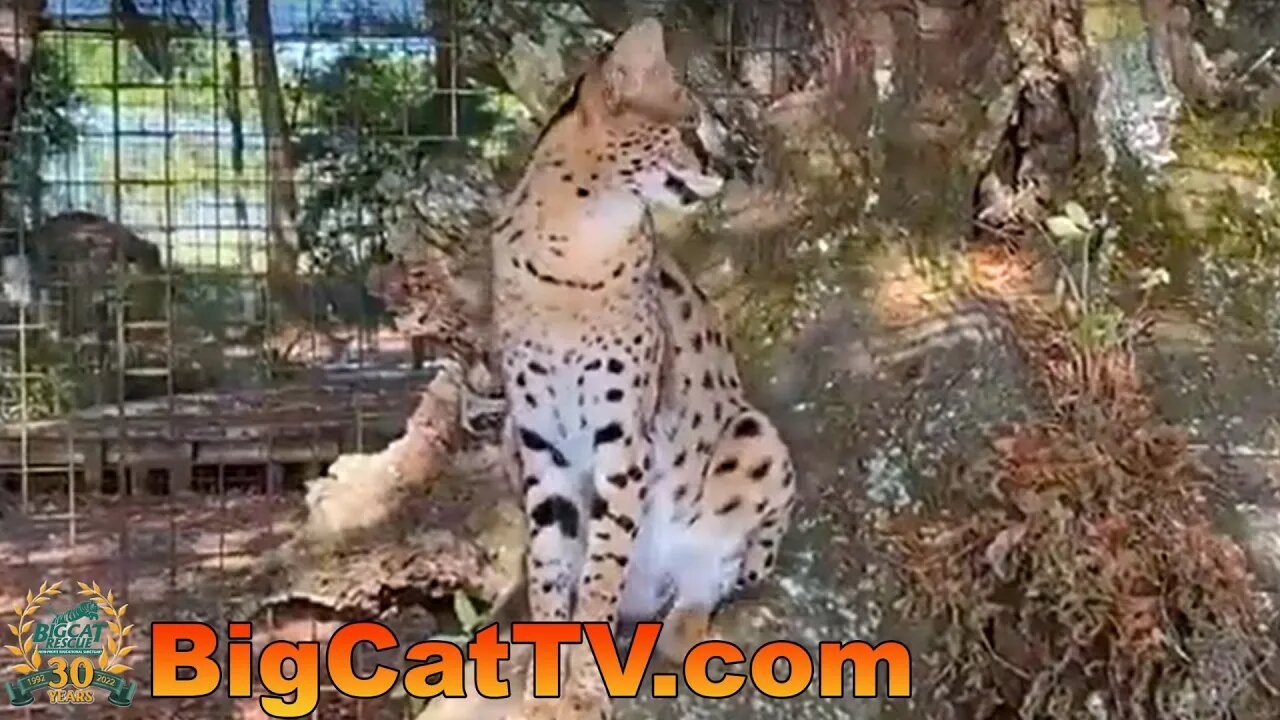 Join Carole and the big cats at Big Cat Rescue on this Tuesday morning! 04 11 2023