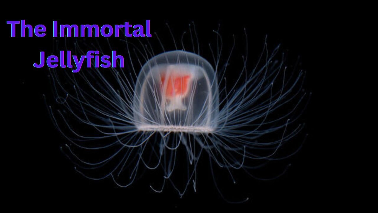 The Immortal Jellyfish