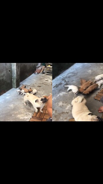 Funny Baby Pugs Chasing Their Mom !