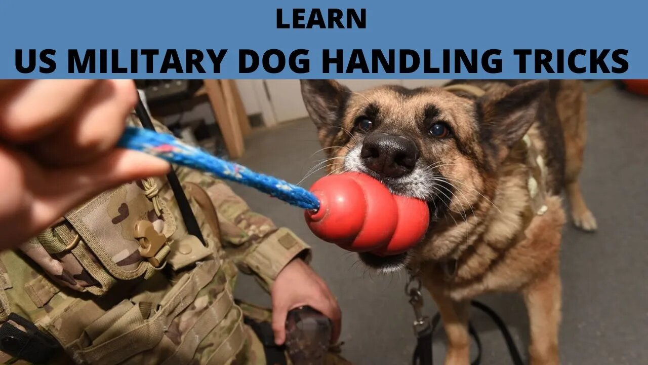 LEARN US MILITARY DOG HANDLING TRICKS