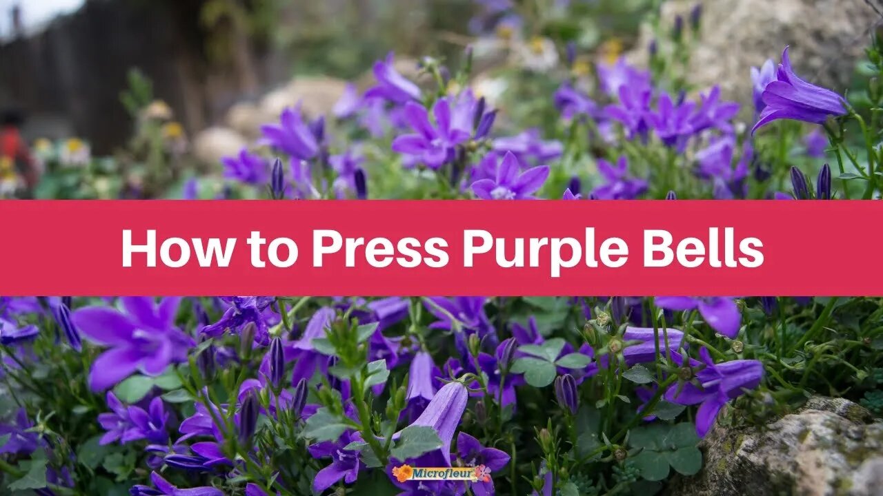 How to Press: Purple Bells