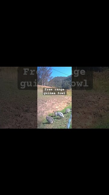 More free range guinea fowl