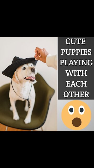 | Animals| Dogs| puppies| Funny| Pets| HD video