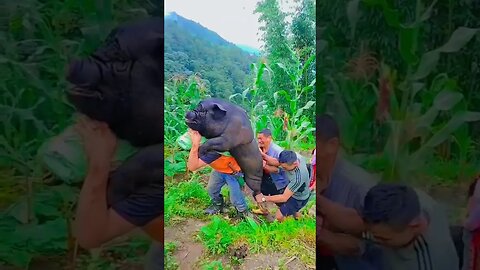 hog vs men# talented l#short # training video# trending song vedio# trending viral video#viral