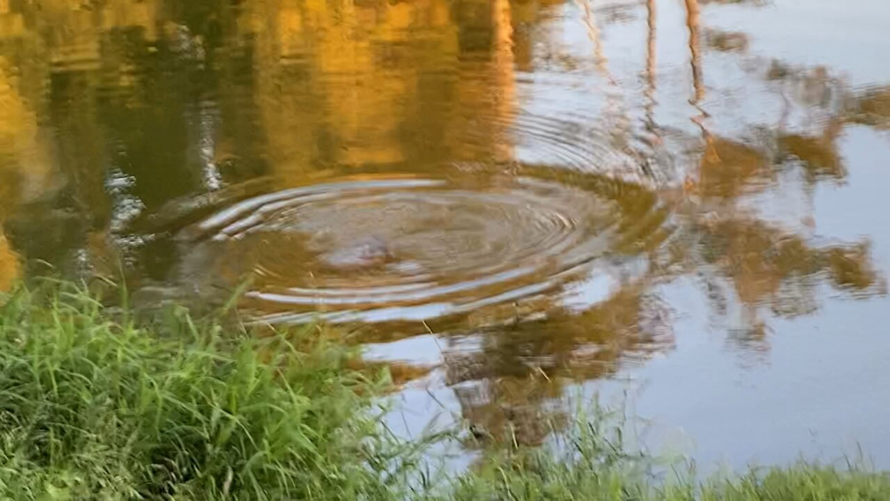 Sunset is Feeding Time at the Lake - Fish Jumping