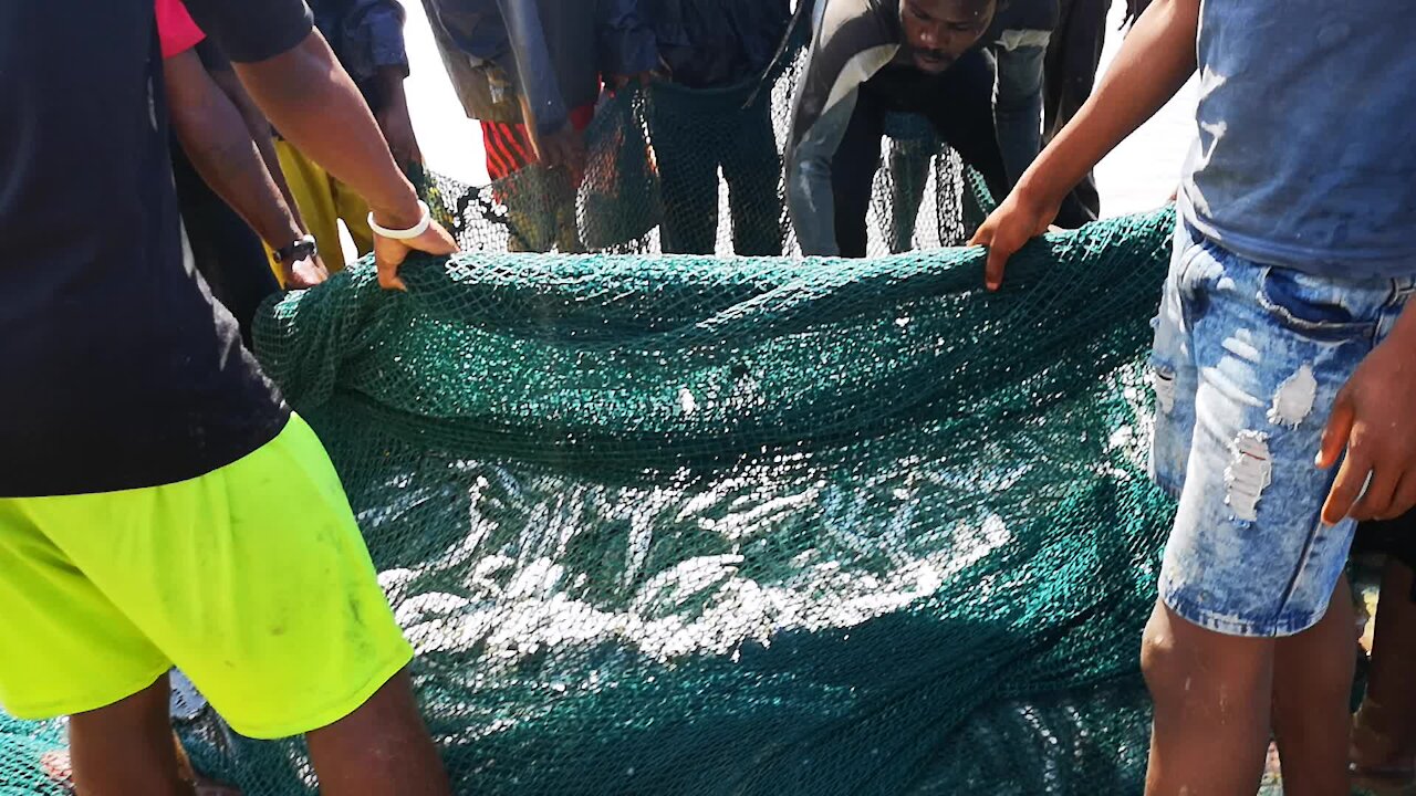 SOUTH AFRICA - Durban - Frenzy of sardine netting off Durban uShaka beach (Video) (TCf)