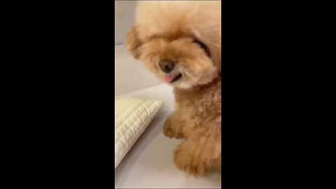 funny dog video