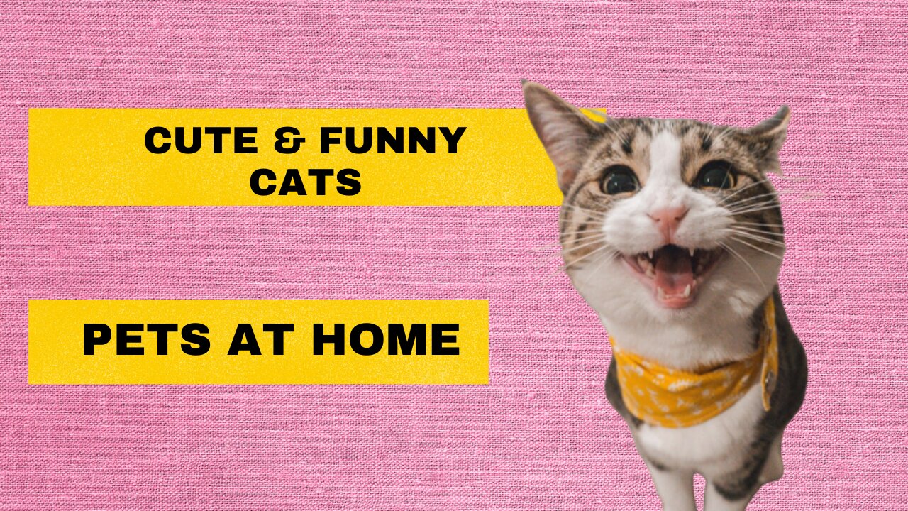 Baby Cats | Cute And Funny | Pets At Home