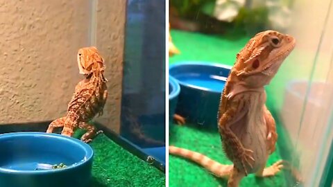 Lizard standing paralyzed like a statue