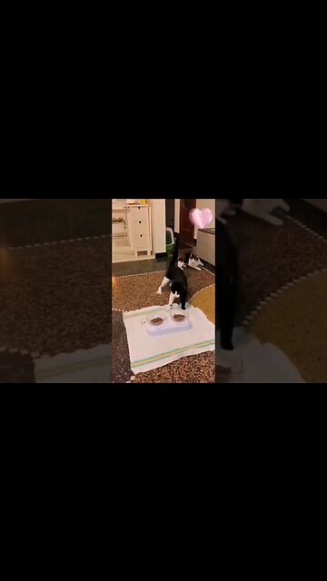 Good Morning, This is Today’s Funny Cat #pawsaffliction