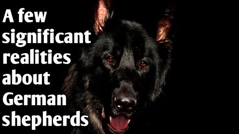 A few significant realities about German shepherds, dog facts