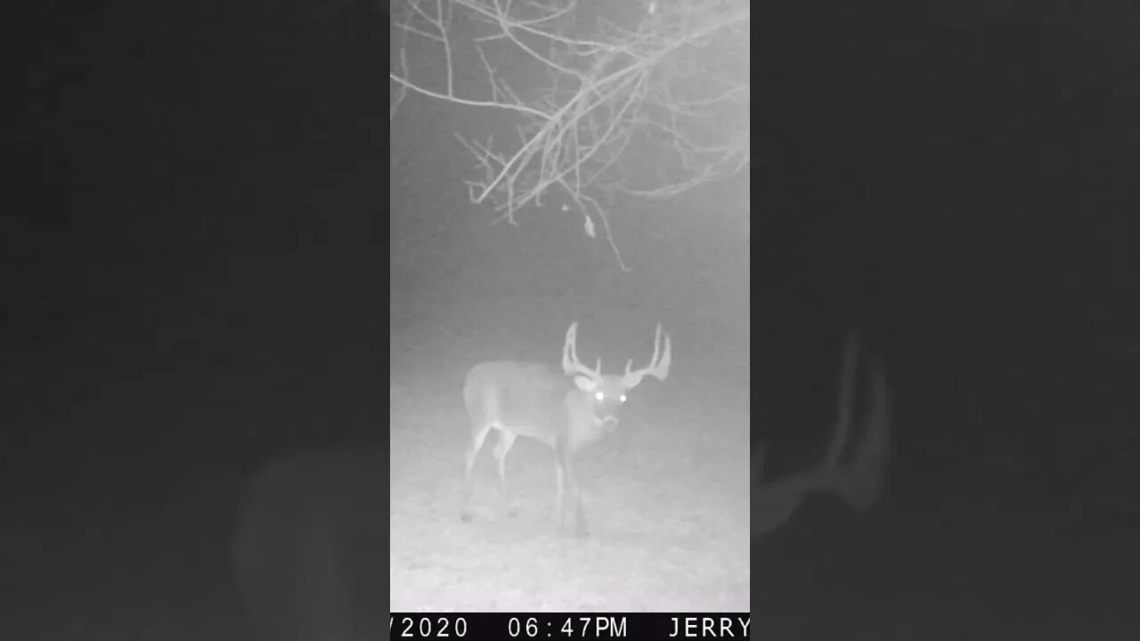 Check out this giant buck! Wait until he turns his head WOW! #shorts