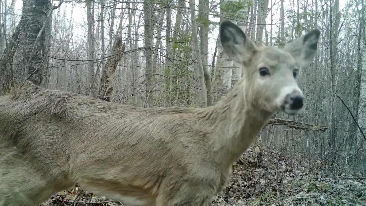 Trail Camera On Busy Runway in Northern Wisconsin Spring 2022