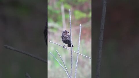 What is this Bird?