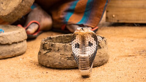 3 MOST DANGEROUS KING COBRA SNAKES #alihaider123 #viral