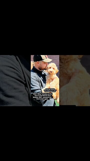 Bird Dogs and Puppies. #dogtraining