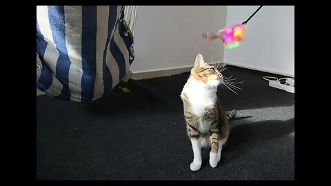 Cat Photography