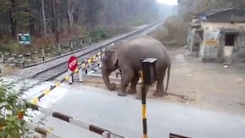 Animals vs Train - Animals that hit by train (ProtectAnimals)