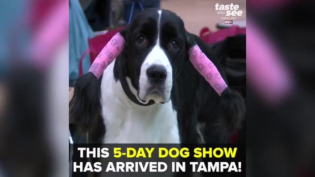 2018 Sunshine State Cluster Dog Show | Taste and See Tampa Bay