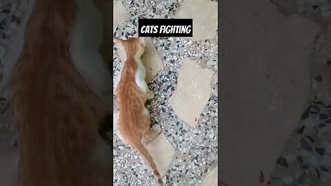 Cats Fighting Chicken pieces WWE. #viral #wwe #wwe #catsfighting