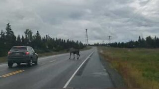 Motorista evita colisão com alce em estrada nos EUA