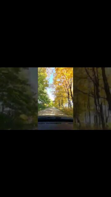 #fall2022 #strangedanimal #strangedvlog