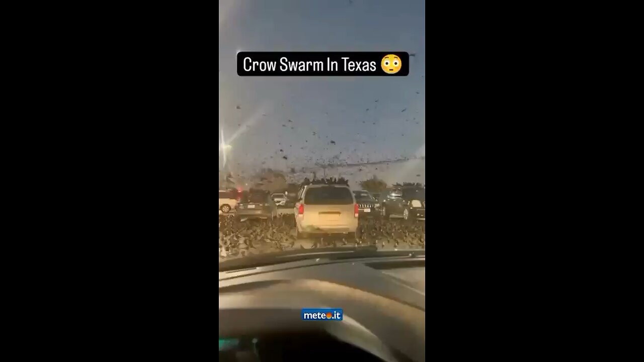 Crows have been captured on film swarming throughout the city of McAllen, Texas