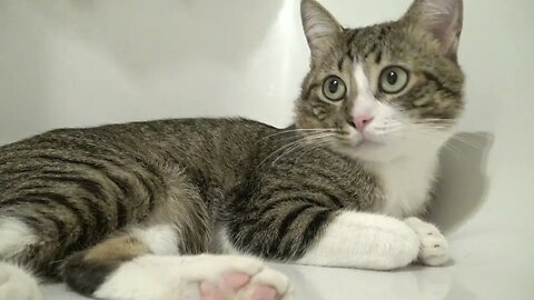 Tabby Cat Is Chilling in the Bath Tub
