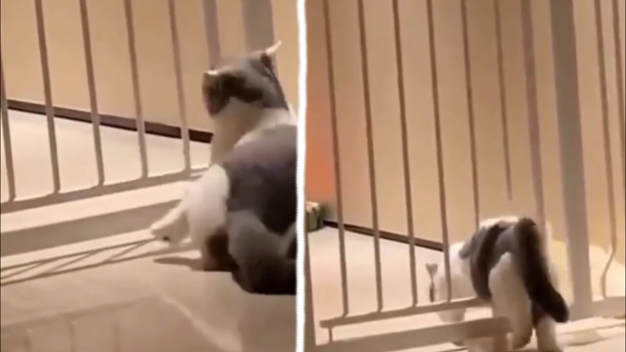 Fat cat gets mad when he gets stuck at the gate
