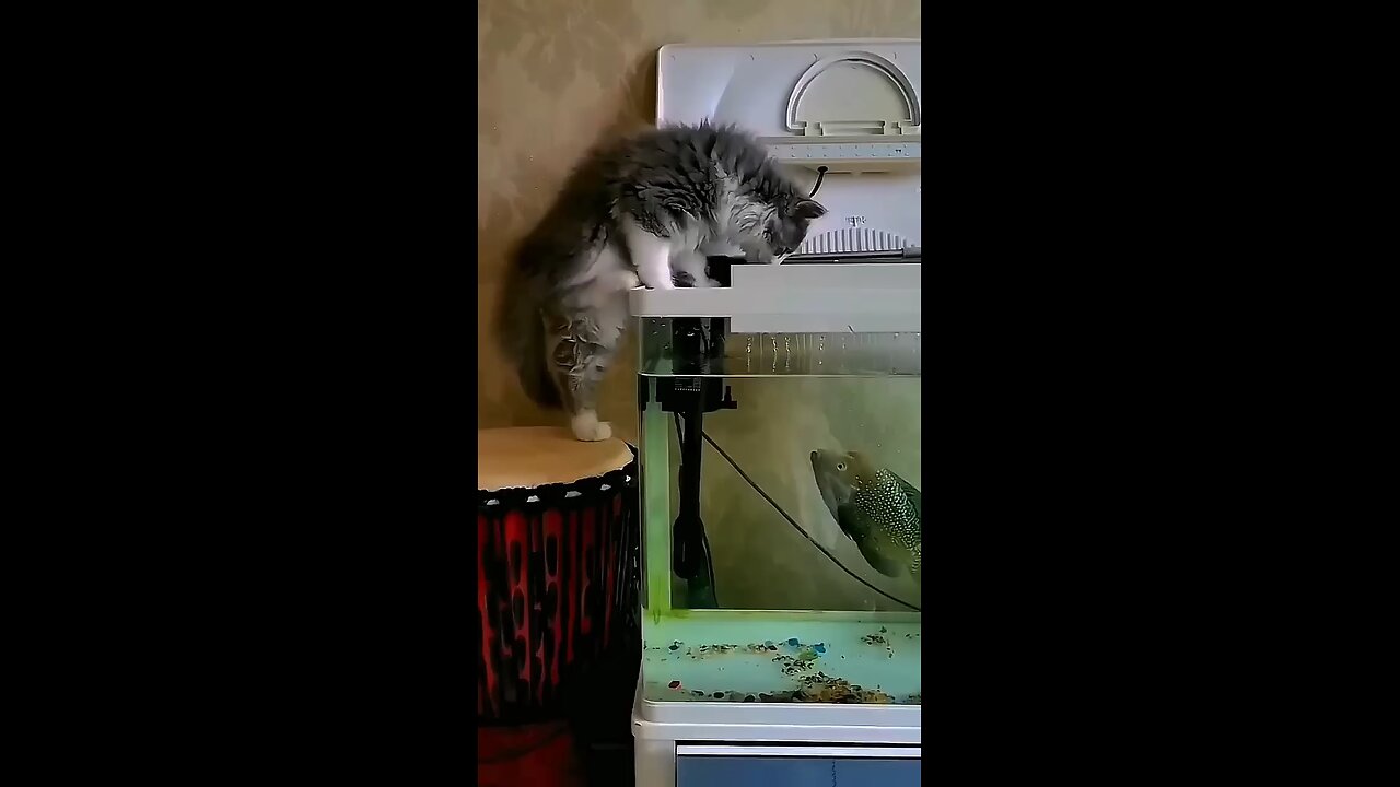 cat and fish fight video