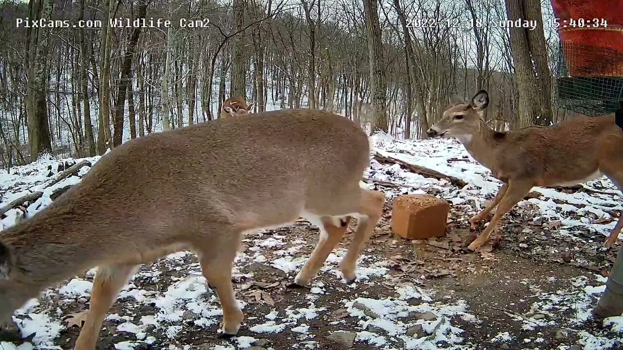 A New Berry Feeder Block Always Works 12/18/22