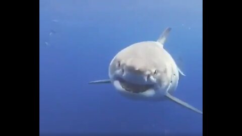Underwater cameraman gently directing a great white shark