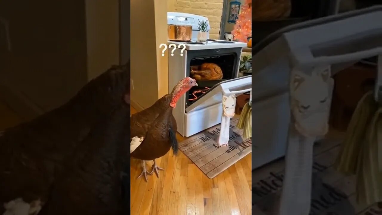 Turkey Reacts to Thanksgiving Dinner 😂 #shorts
