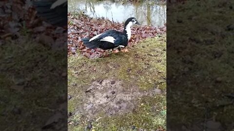 Bubba Duckie walked to the pond