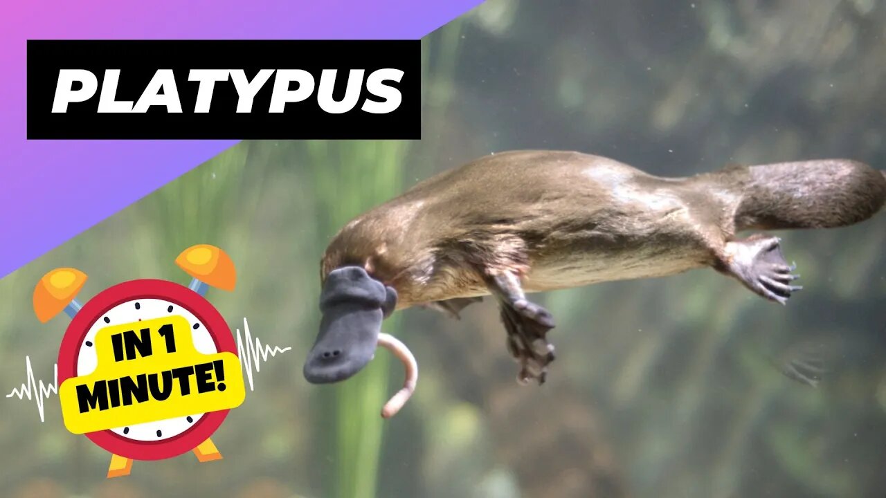 Platypus - In 1 Minute! 🦆 A Cute Animal That Can Actually Kill You | 1 Minute Animals