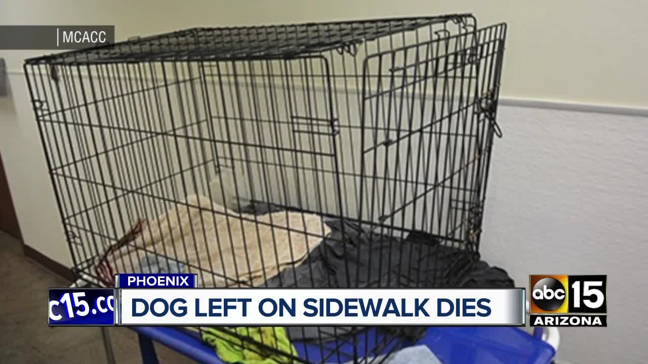 Dog found locked in crate on Phoenix sidewalk dies of heatstroke