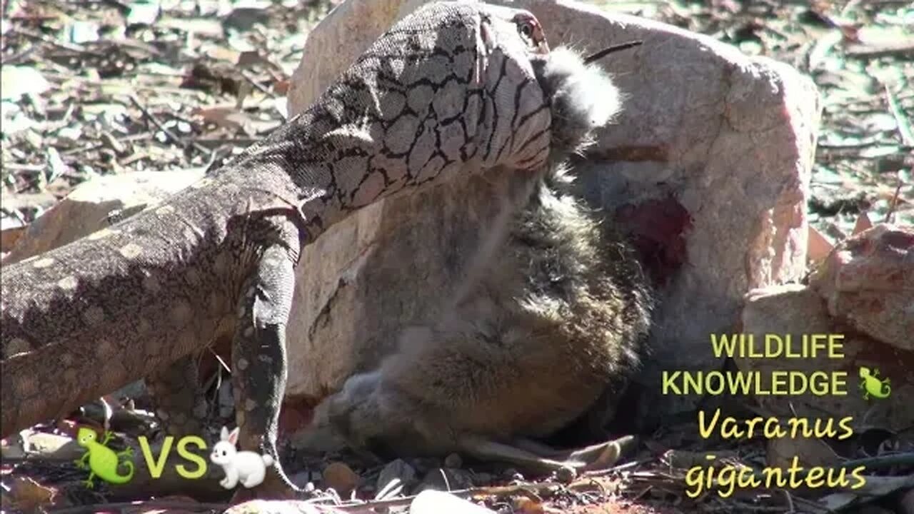 Monitor Lizard VS Rabbit! #reptiles #monitor #vs (Varanus giganteus)