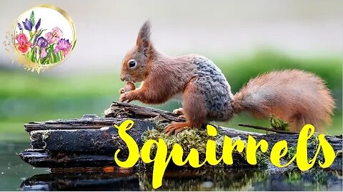 Acrobatic and Intelligent Squirrels