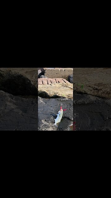 1st fish of the morning at jones beach 9 30am Sunday