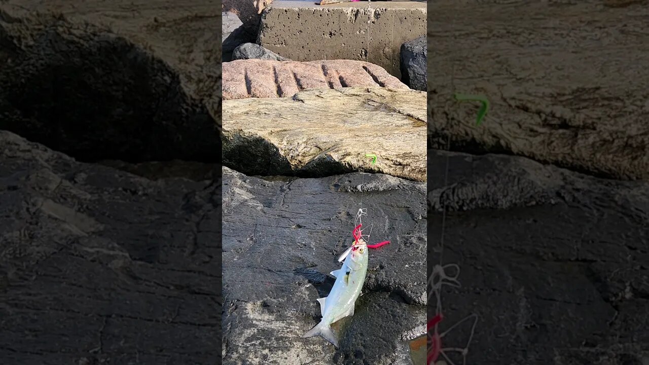 1st fish of the morning at jones beach 9 30am Sunday