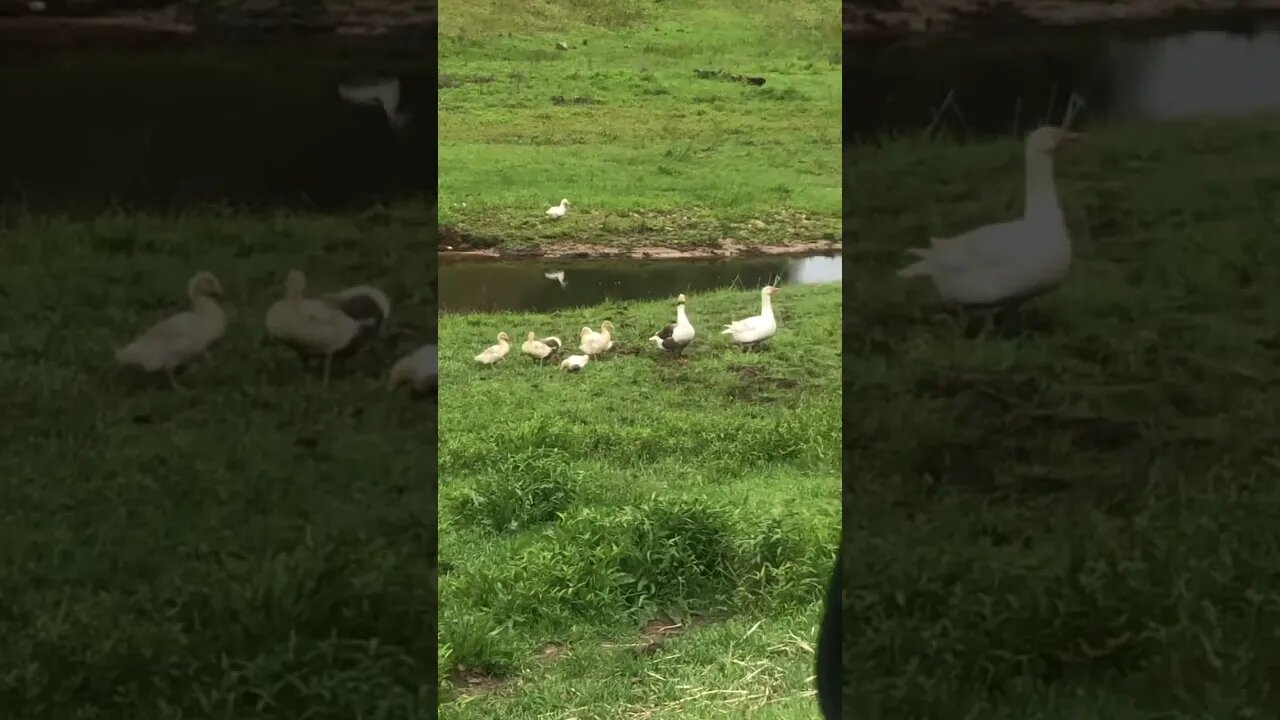 Family of geese
