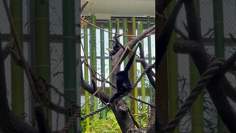 I want to eat in trees too!! 🙈 🌲 #shorts #zoo #animals #monkey #tree #enterthecronic