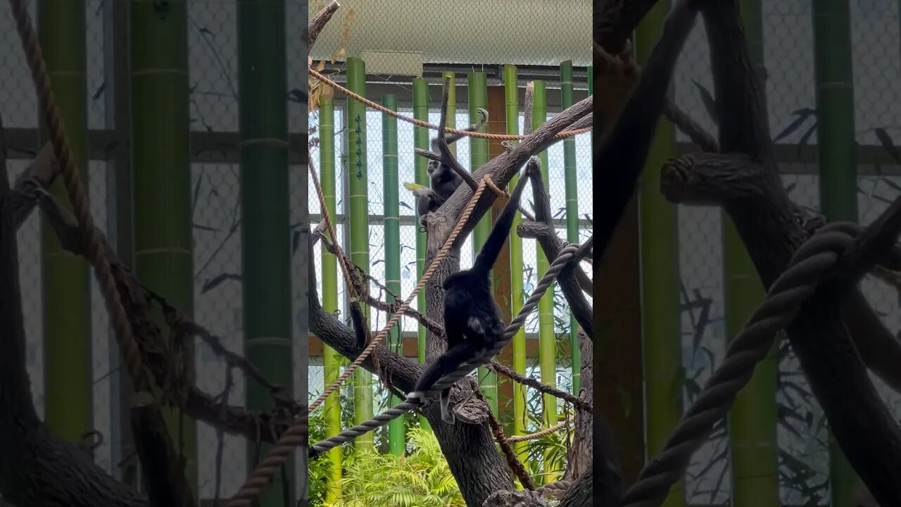 I want to eat in trees too!! 🙈 🌲 #shorts #zoo #animals #monkey #tree #enterthecronic