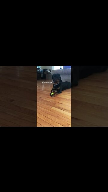 Don't Play With Me Mum 🤣 Rotties Reaction! #Shorts #rottweiler #dogs