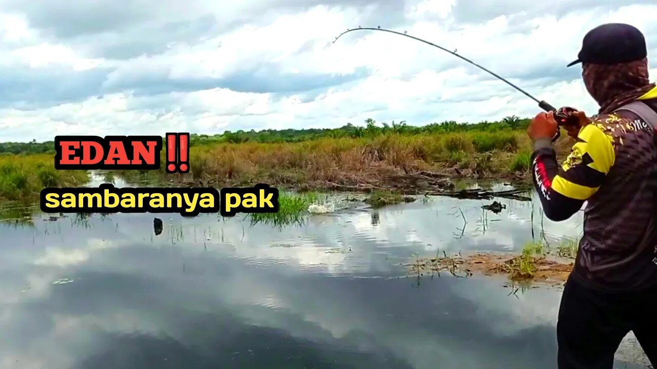 EDAN JORANKU TERSIKSA DIHAJAR IKAN GABUS MONSTER