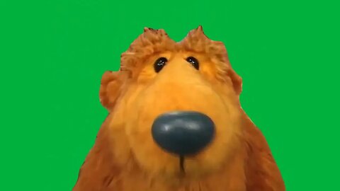 Bear Sniffing Around Green Screen