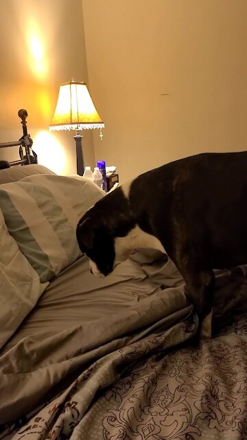 Hidden Camera Captures Pit Bull's Nightly Routine