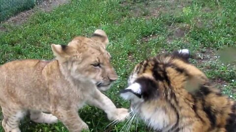 Baby Lion & Tiger playing