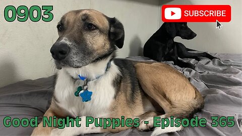 [0903] GOOD NIGHT PUPPIES - EPISODE 365 [#dogs #doggos #doggos #puppies #dogdaycare]